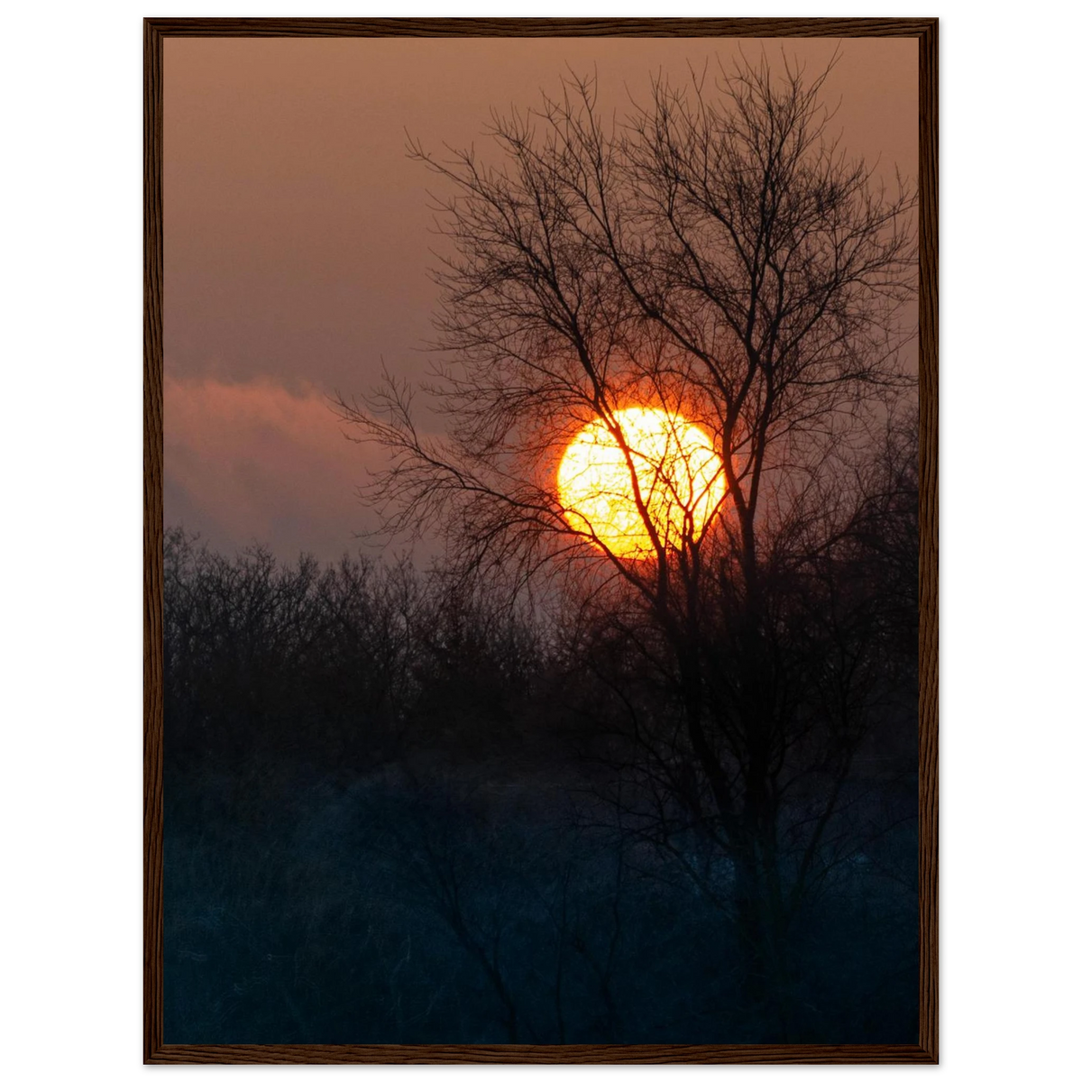 Yellow Crown – sunset behind trees nature photography photo print in a wooden frame