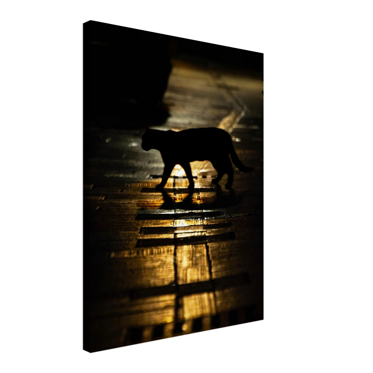 The Mysterious Cat – cat on a night street photography canvas print