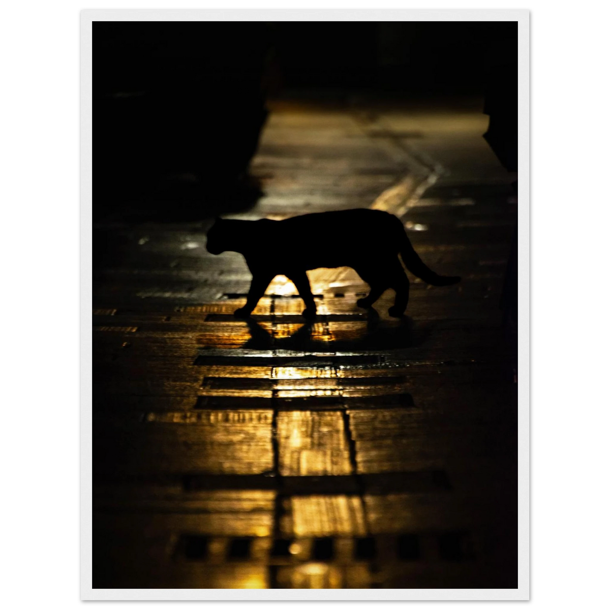 The Mysterious Cat – cat on a night street photography photo print in a wooden frame