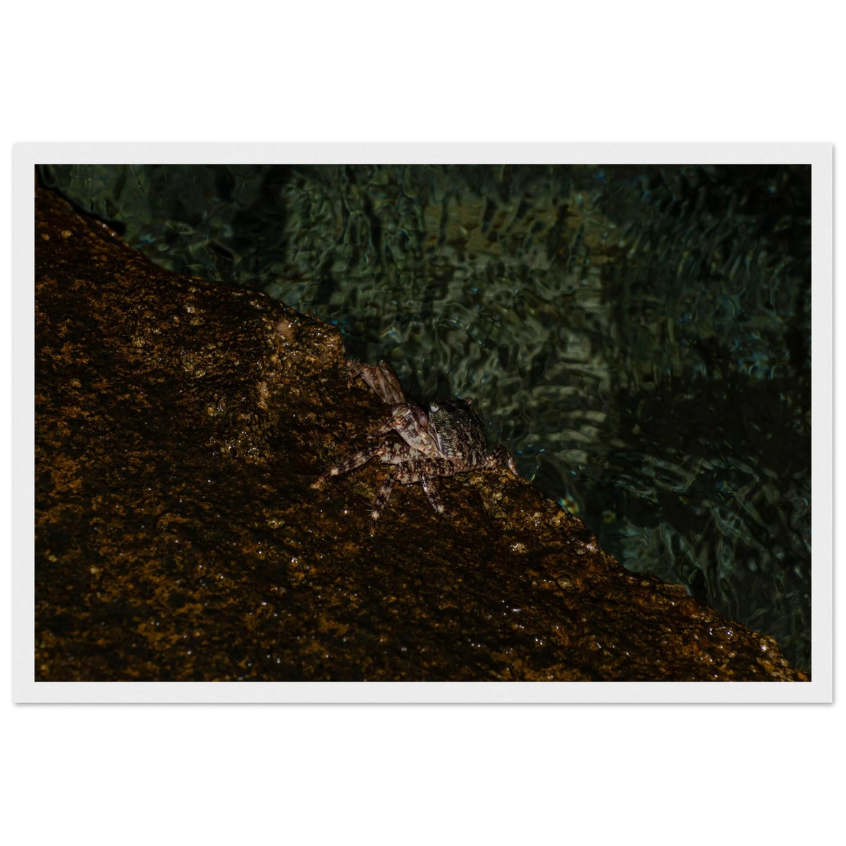 The Crab – crab on the seashore nature photography photo print in a wooden frame
