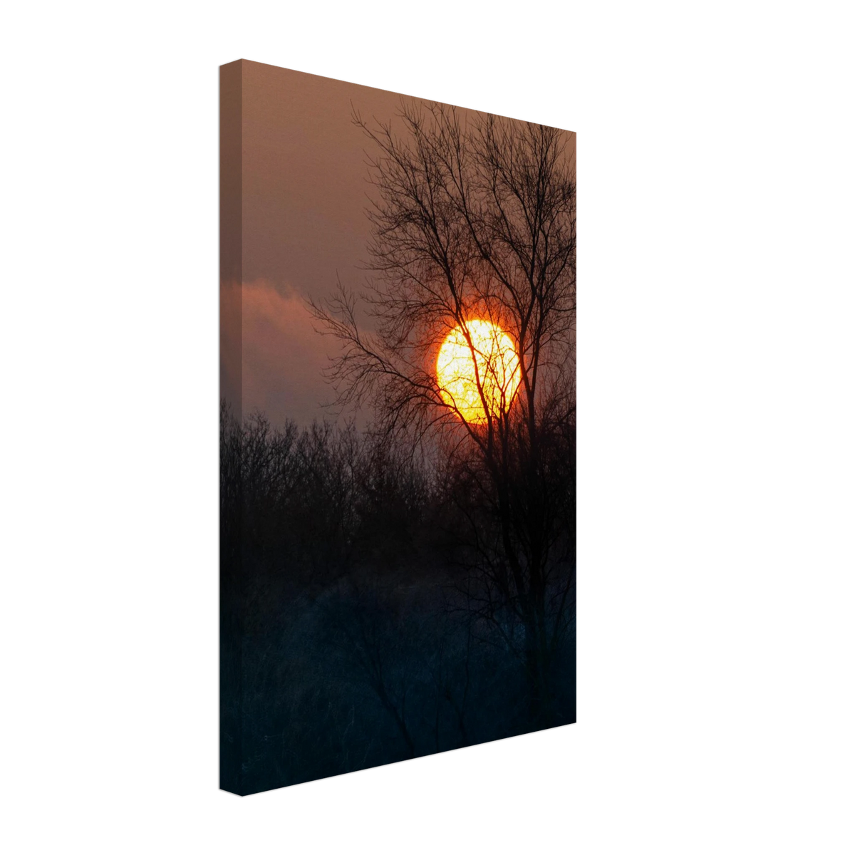 Yellow Crown – sunset behind trees nature photography canvas print