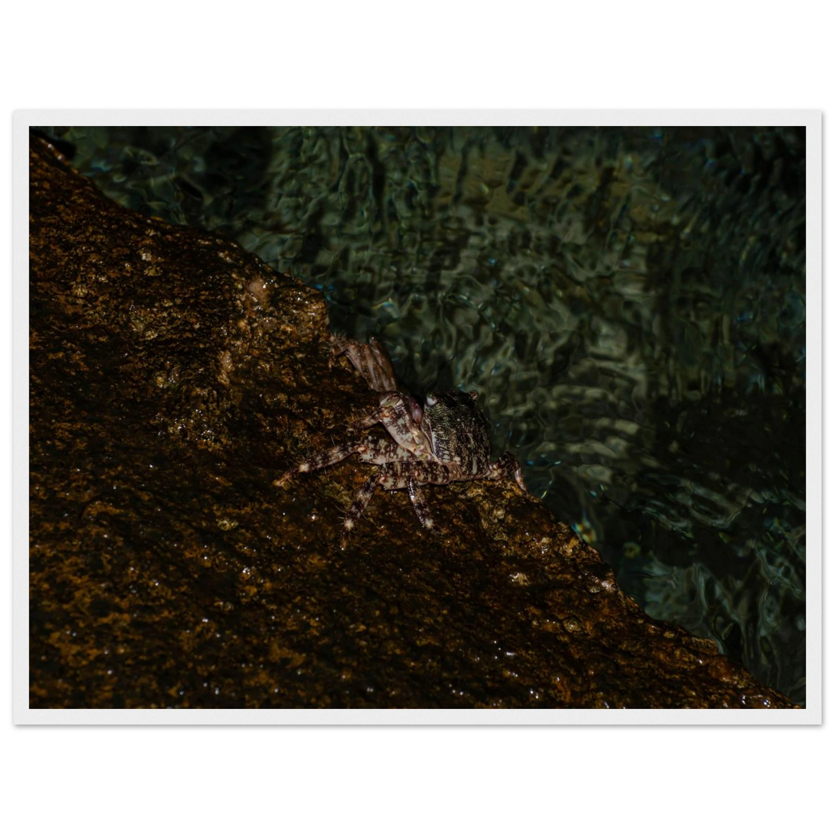 The Crab – crab on the seashore nature photography photo print in a wooden frame