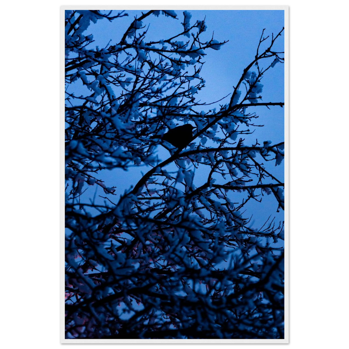 Blue Bird – kék madár faágon fakeretes fotónyomat