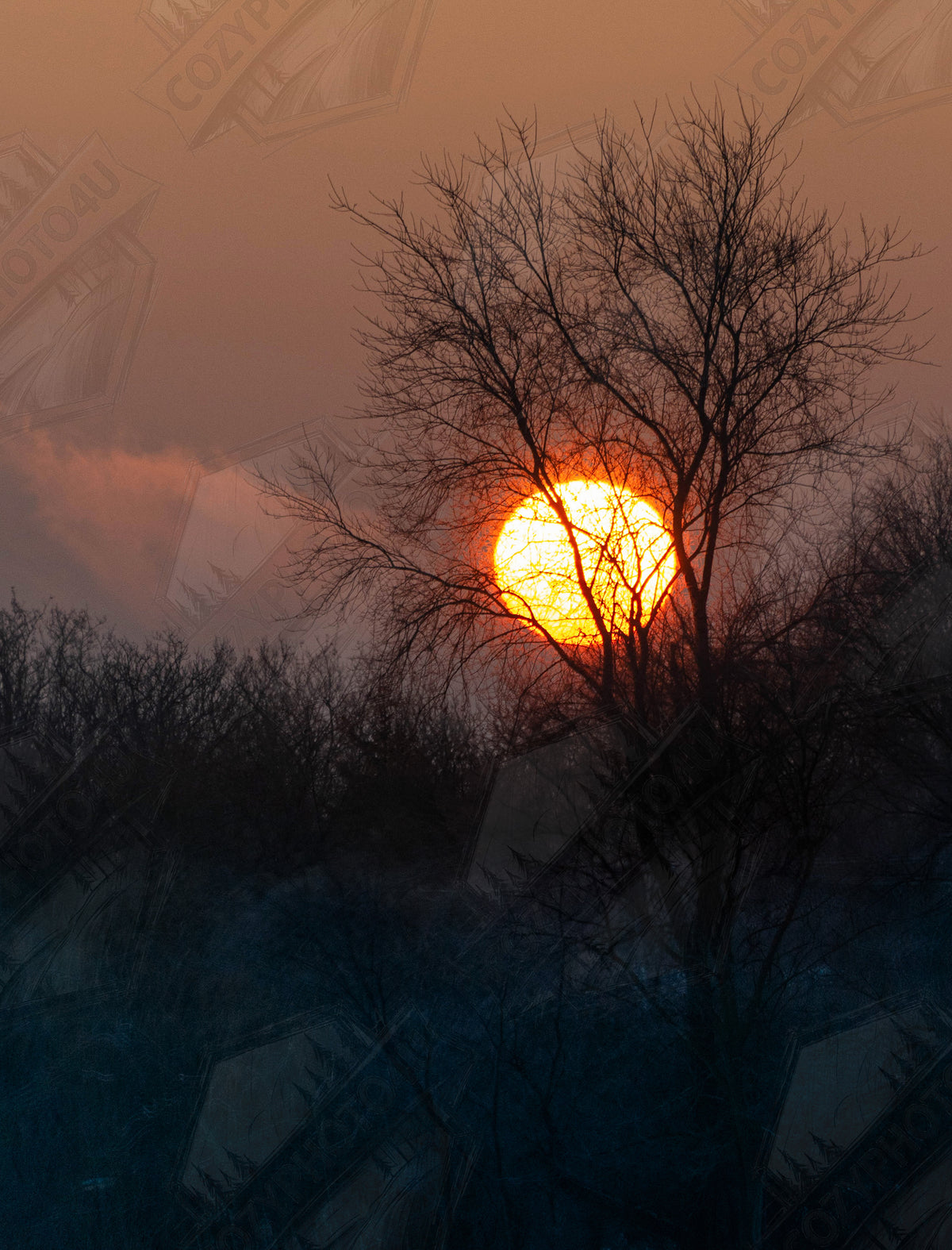 Yellow Crown – sunset behind trees nature photography high-resolution digital photo download
