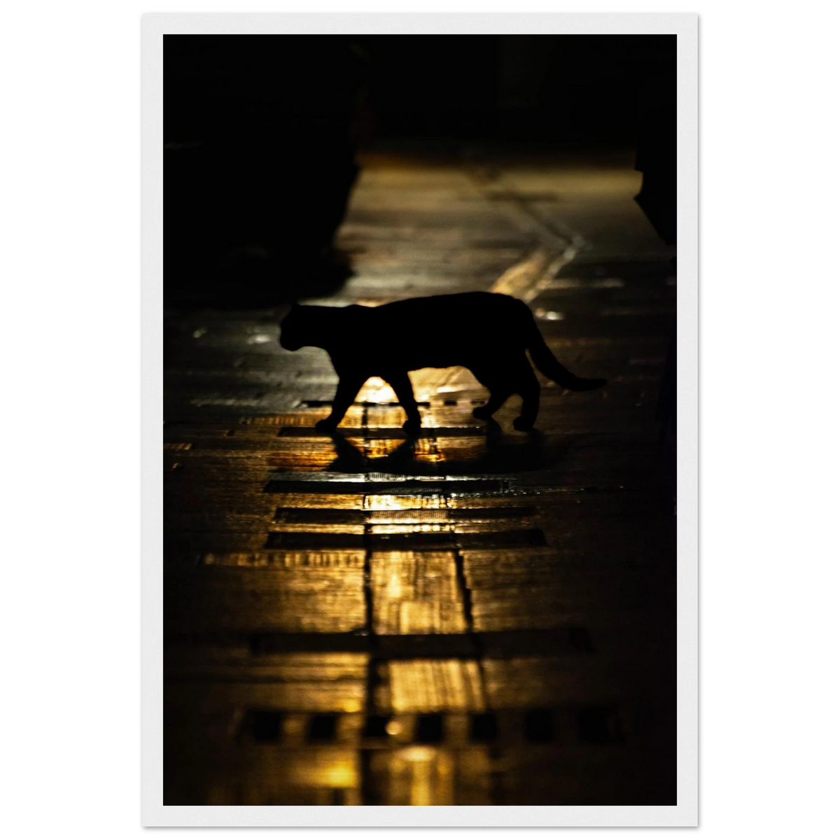 The Mysterious Cat – cat on a night street photography photo print in a wooden frame