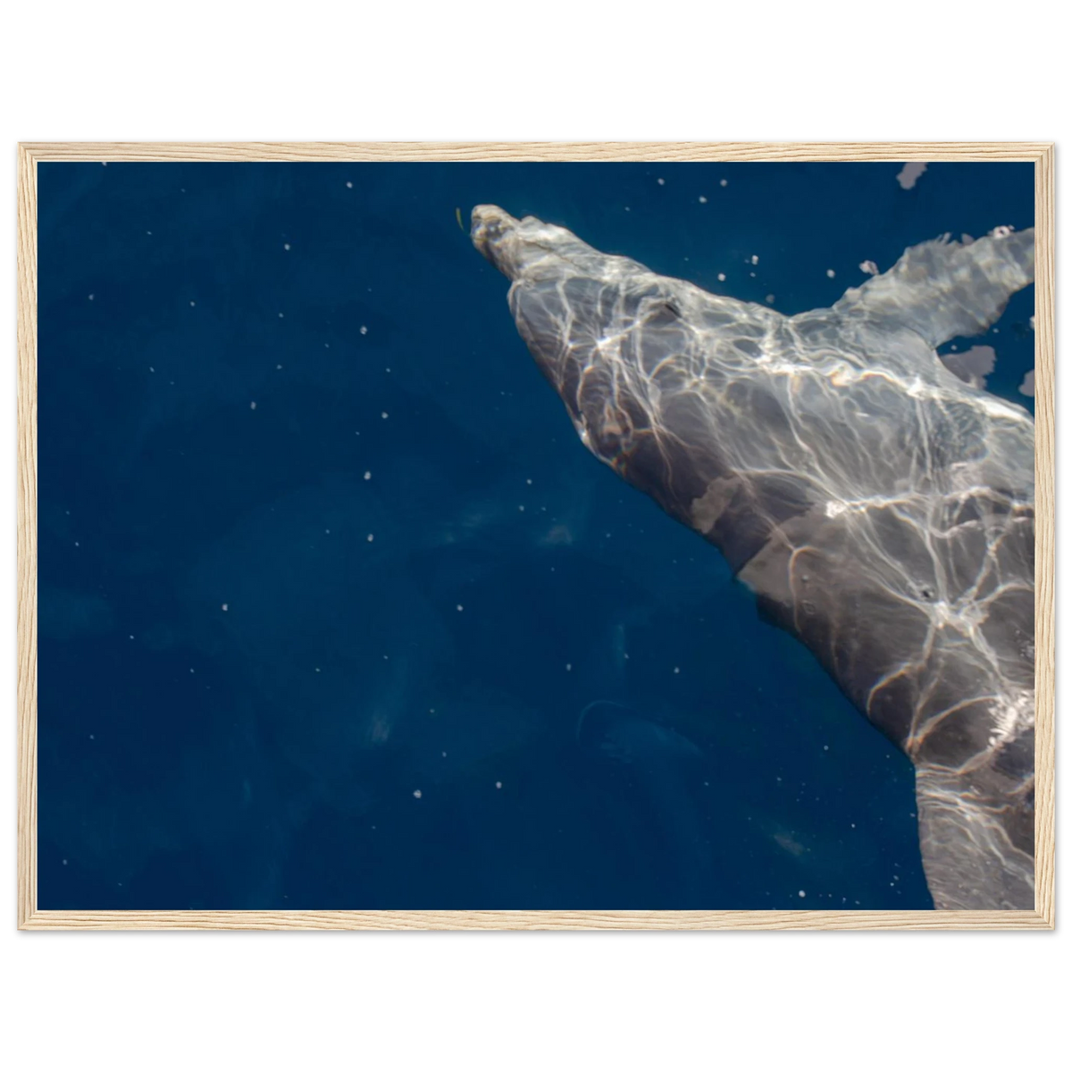 Dolphin – dolphin in clear blue sea photography photo print in a wooden frame