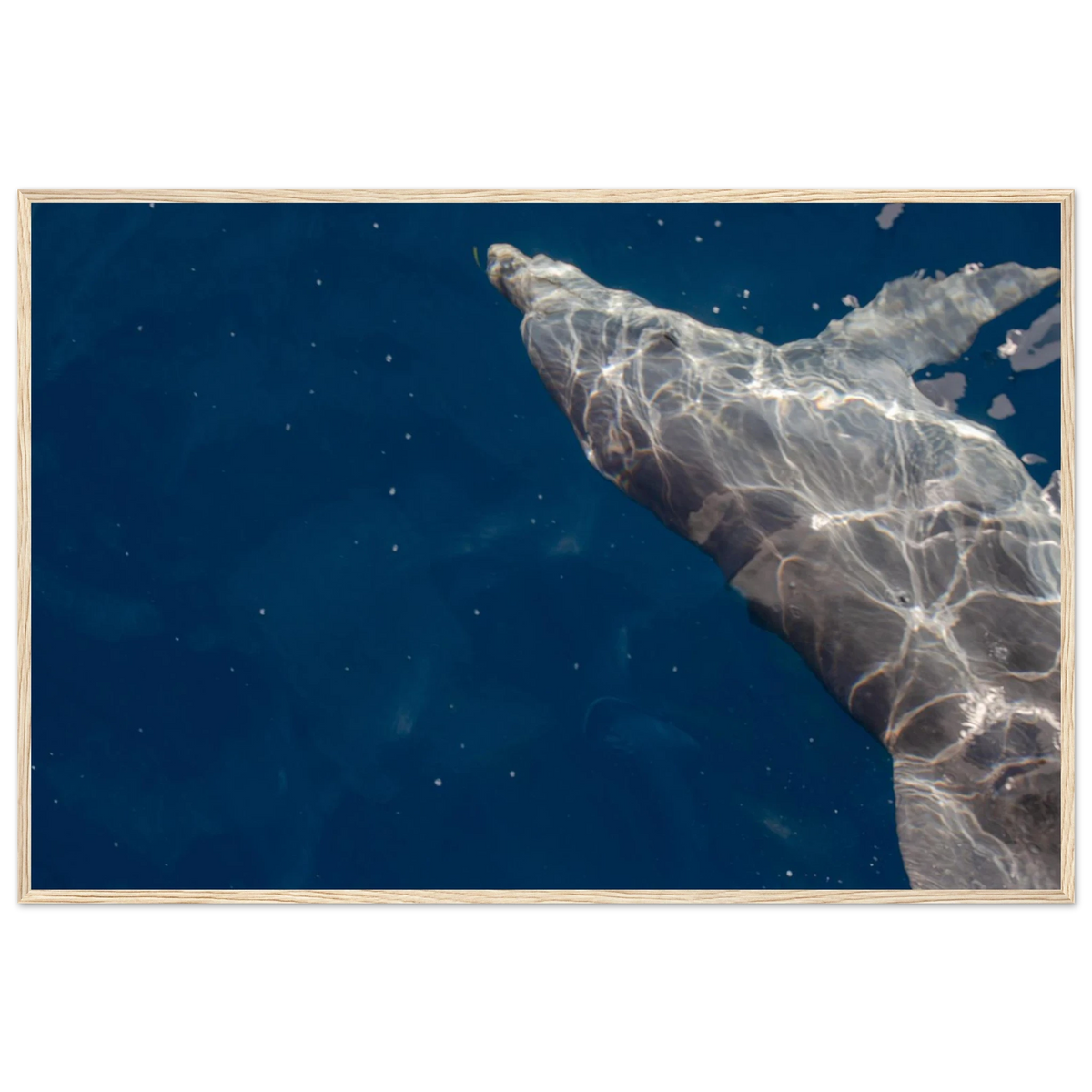 Dolphin – dolphin in clear blue sea photography photo print in a wooden frame