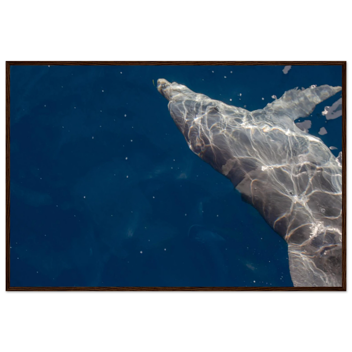 Dolphin – dolphin in clear blue sea photography photo print in a wooden frame