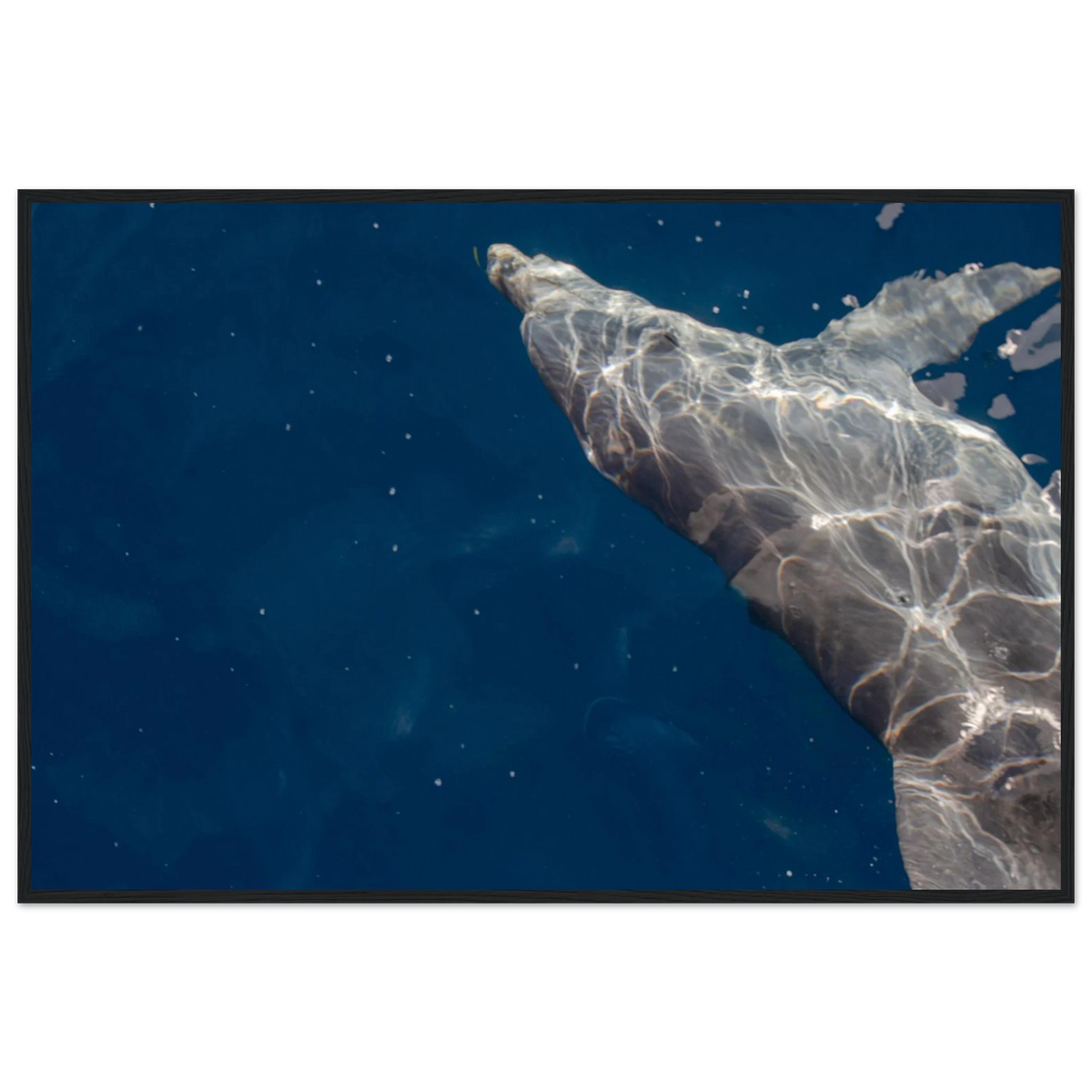 Dolphin – dolphin in clear blue sea photography photo print in a wooden frame