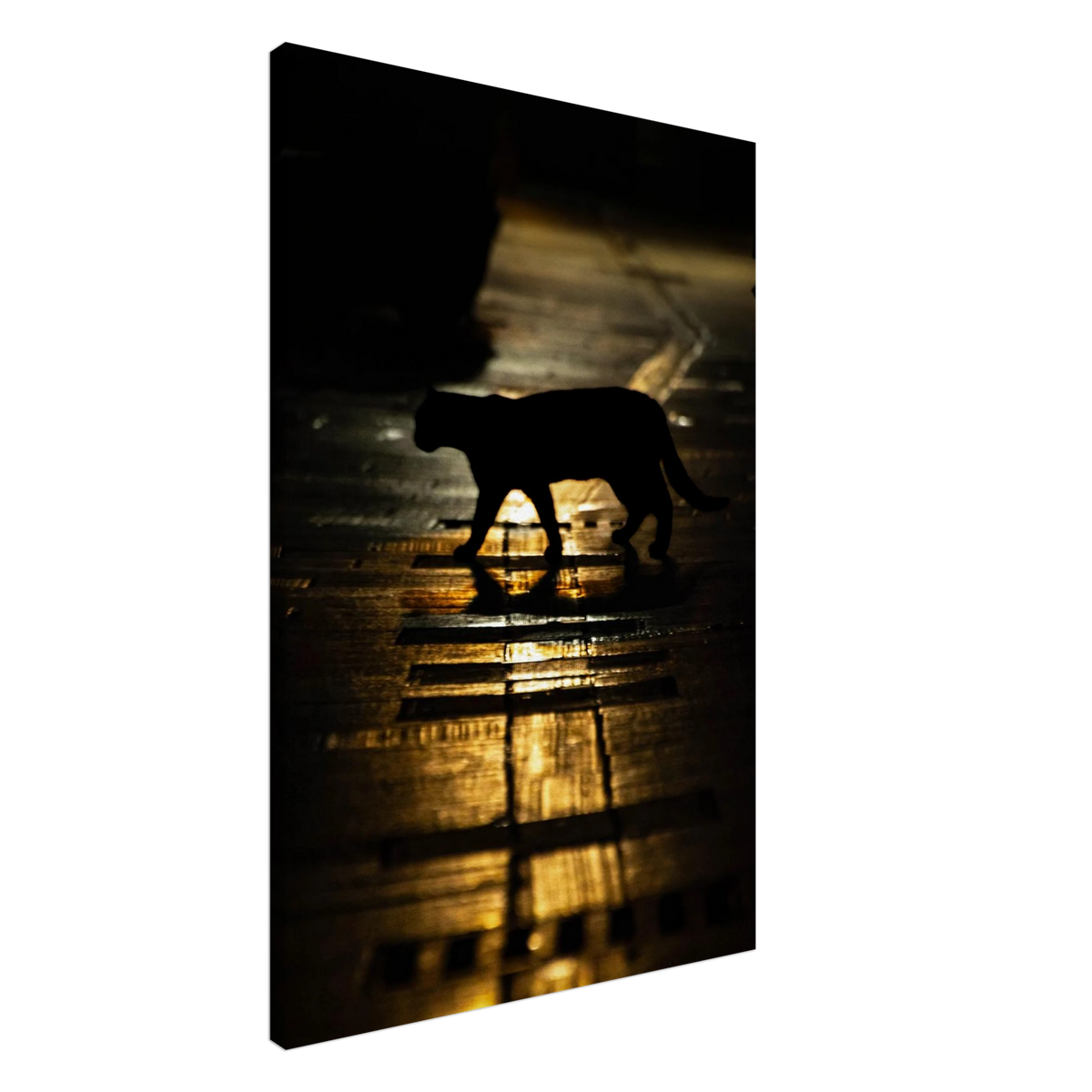 The Mysterious Cat – cat on a night street photography canvas print