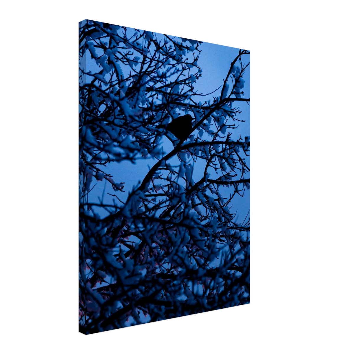Blue Bird – blue bird on a branch nature photography canvas print