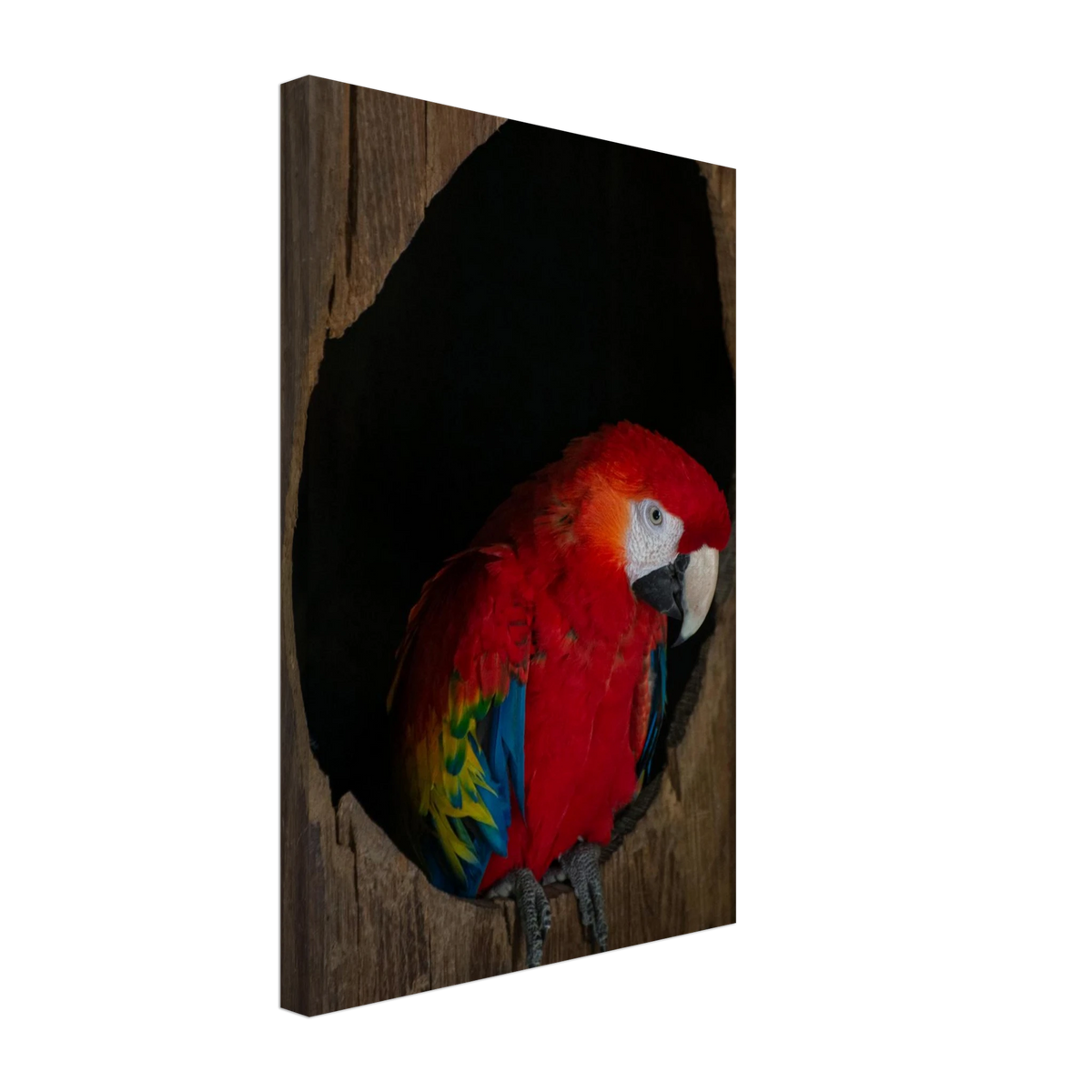 Parrot – colorful parrot wildlife photography canvas print