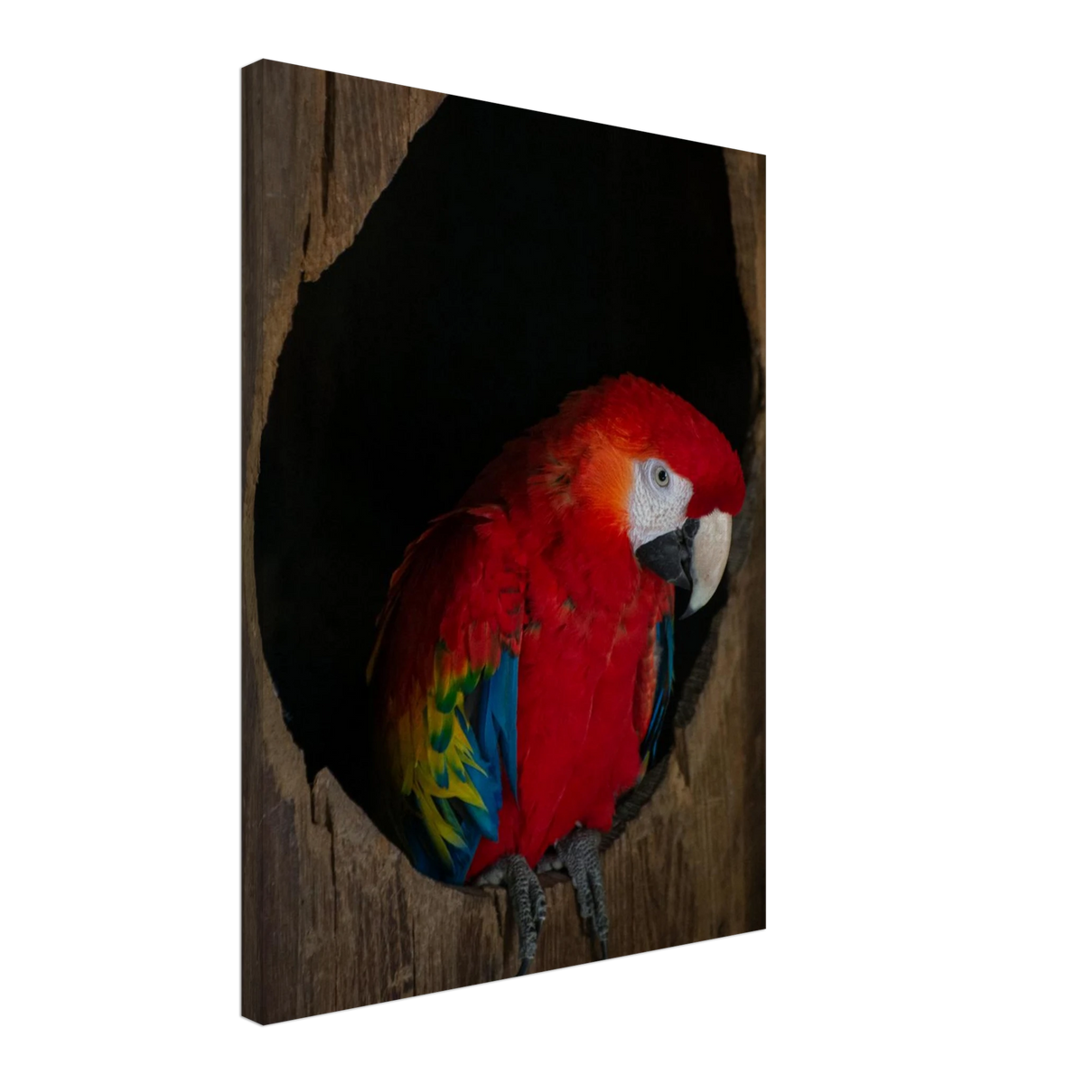 Parrot – colorful parrot wildlife photography canvas print