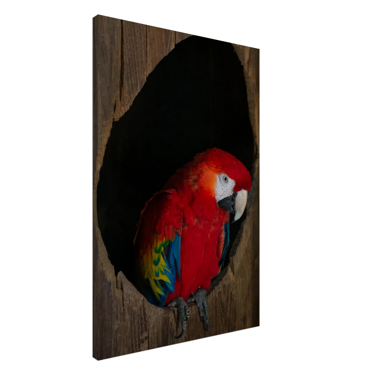 Parrot – colorful parrot wildlife photography canvas print