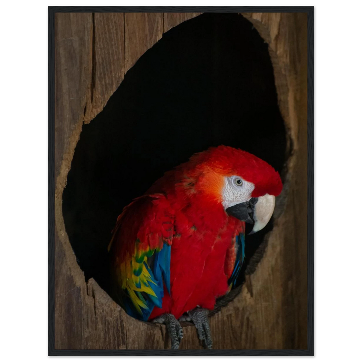 Parrot – bunter Papagei als Fotodruck im Holzrahmen
