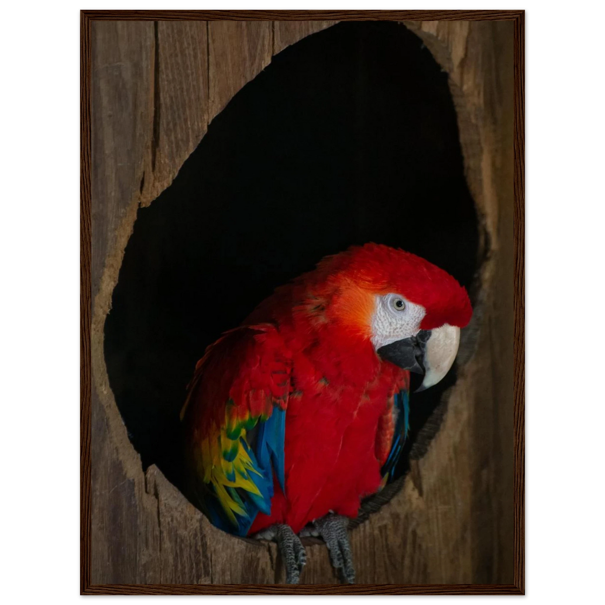 Parrot – bunter Papagei als Fotodruck im Holzrahmen