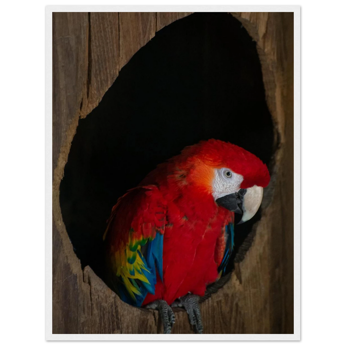 Parrot – bunter Papagei als Fotodruck im Holzrahmen