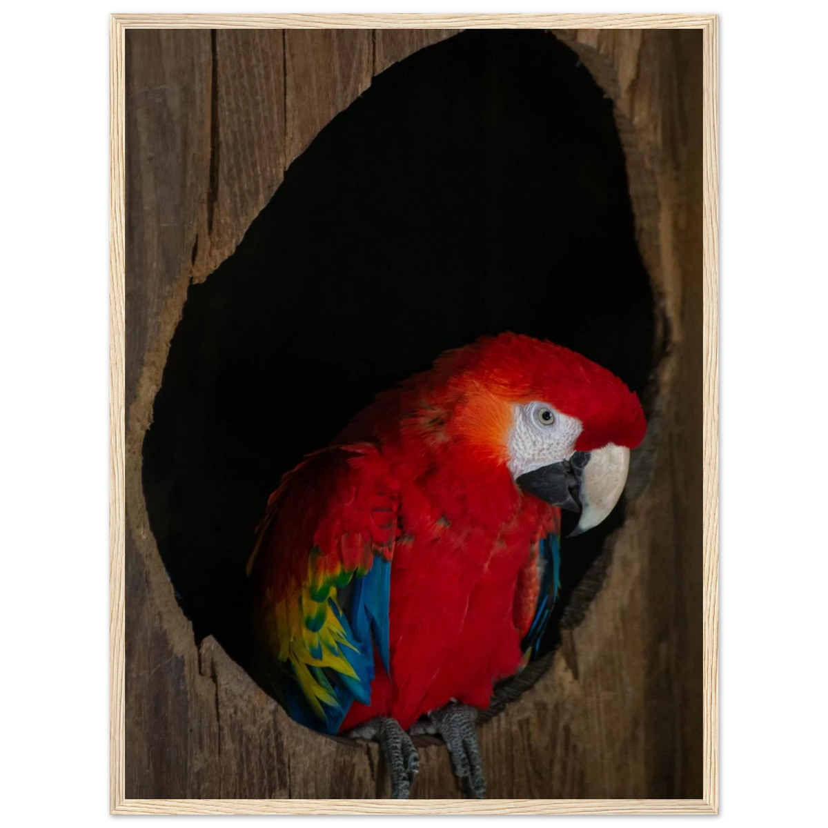 Parrot – bunter Papagei als Fotodruck im Holzrahmen