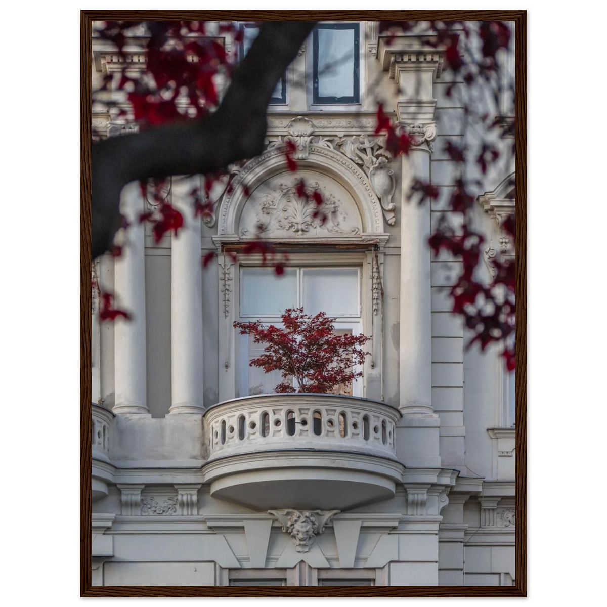 Red Haven – red autumn tree photography photo print in a wooden frame