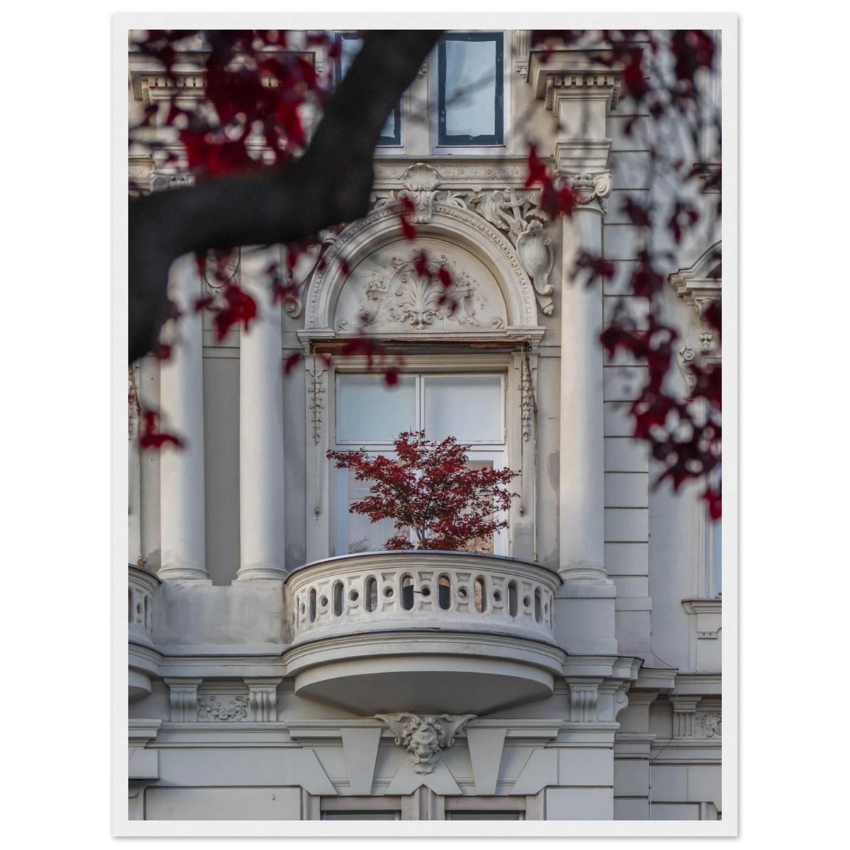 Red Haven – red autumn tree photography photo print in a wooden frame