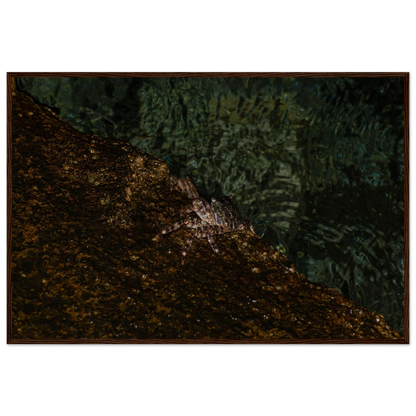 The Crab – crab on the seashore nature photography photo print in a wooden frame
