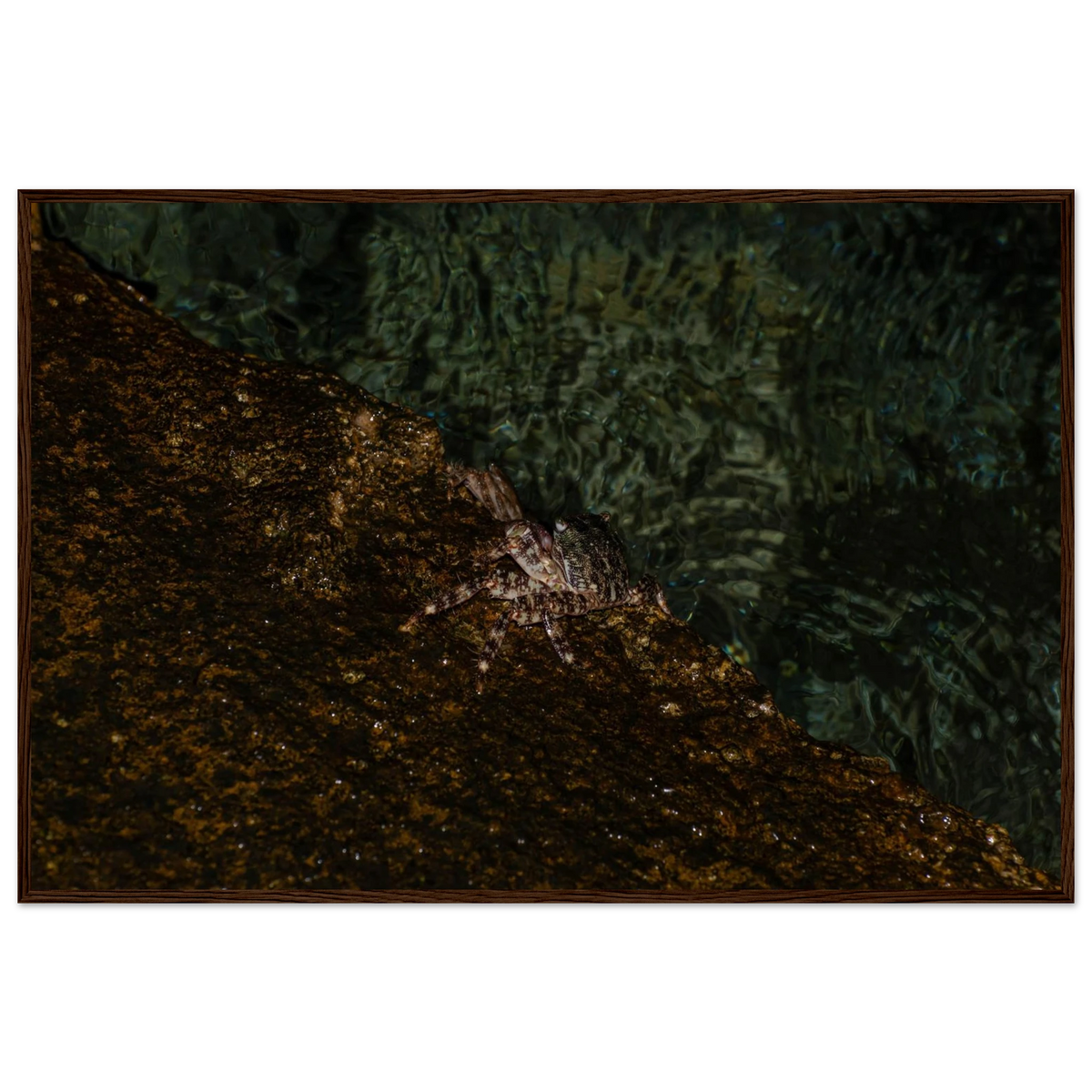 The Crab – crab on the seashore nature photography photo print in a wooden frame