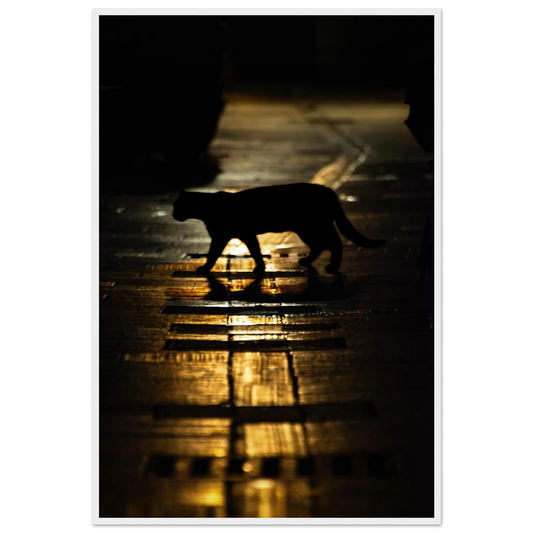 The Mysterious Cat – cat on a night street photography photo print in a wooden frame
