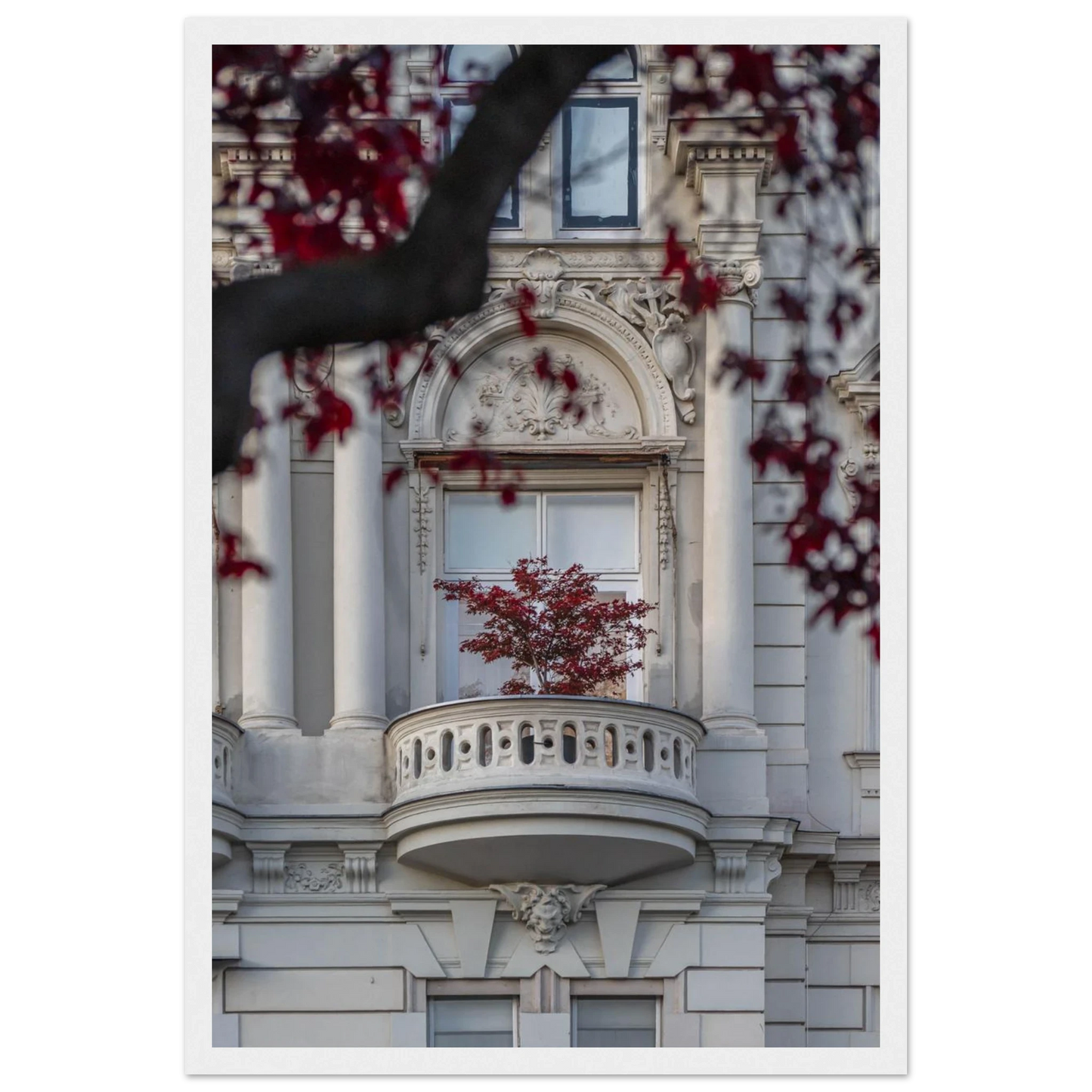 Red leaved tree in autumn colors in front of a historic stone building facade on wooden framed wall art