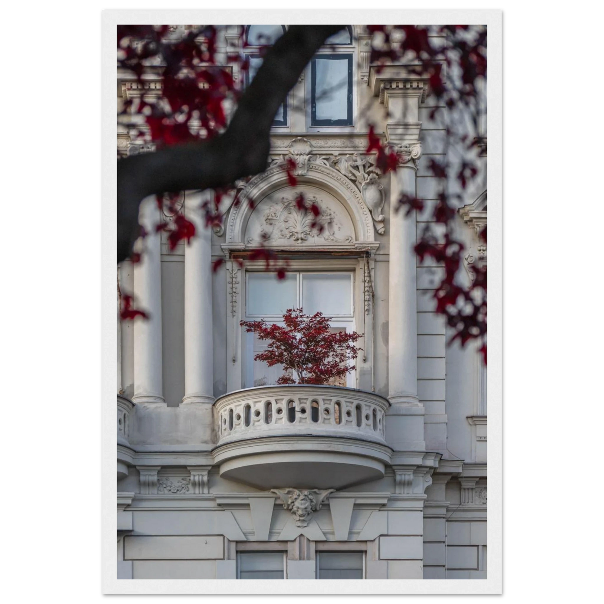 Red leaved tree in autumn colors in front of a historic stone building facade on wooden framed wall art