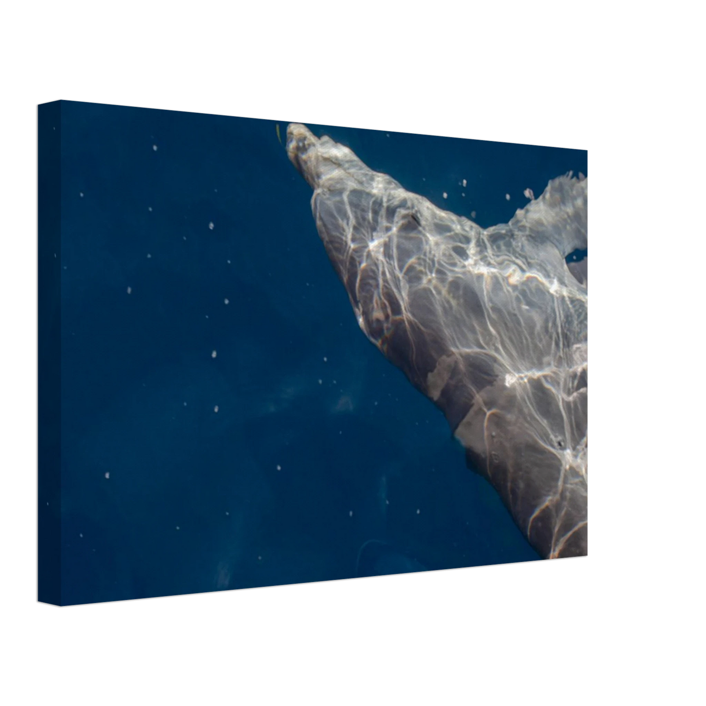 Canvas print wall art featuring a close-up of a Dolphin swimming under the surface of crystal clear blue sea water
