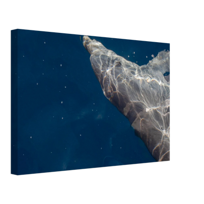 Canvas print wall art featuring a close-up of a Dolphin swimming under the surface of crystal clear blue sea water