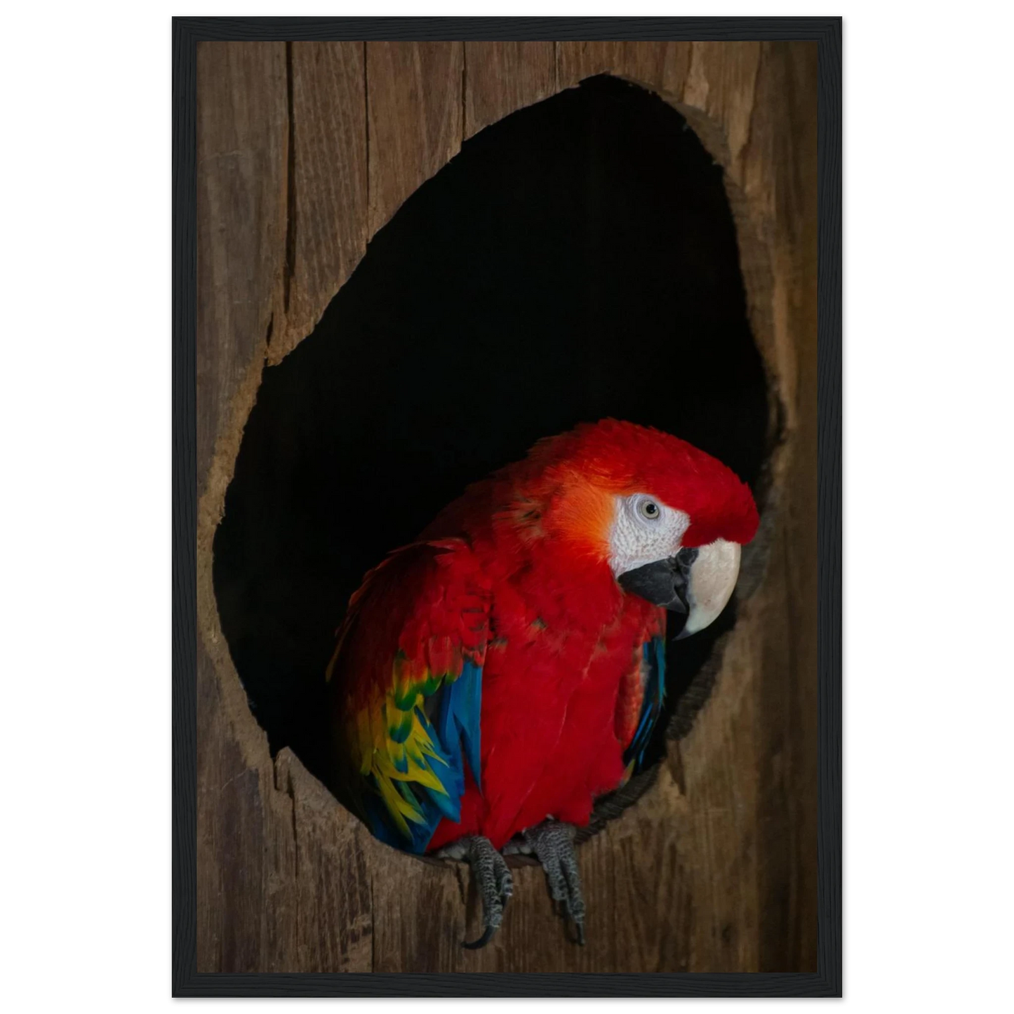 Wooden framed wall art featuring a close-up of a red, blue, and yellow Parrot in a dark wooden nest hole