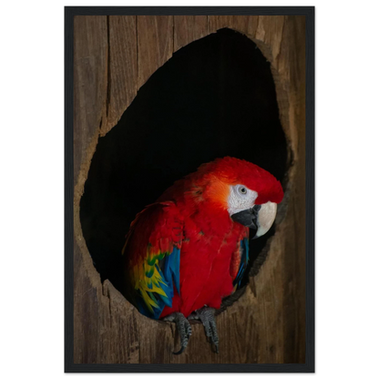 Wooden framed wall art featuring a close-up of a red, blue, and yellow Parrot in a dark wooden nest hole