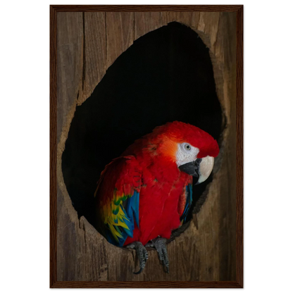 Wooden framed wall art featuring a close-up of a red, blue, and yellow Parrot in a dark wooden nest hole
