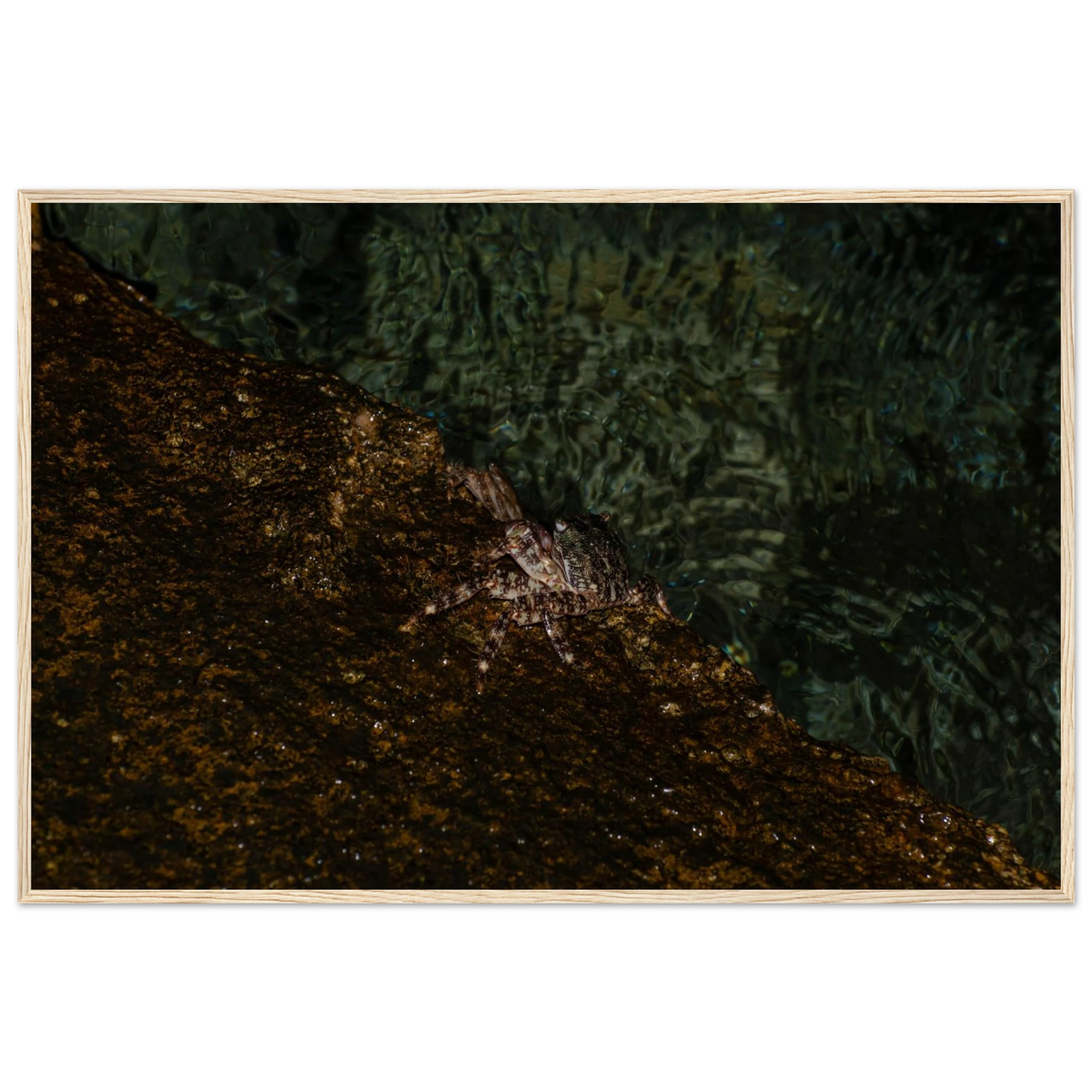 The Crab – crab on the seashore nature photography photo print in a wooden frame
