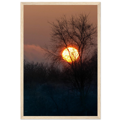 Yellow Crown – sunset behind trees nature photography photo print in a wooden frame