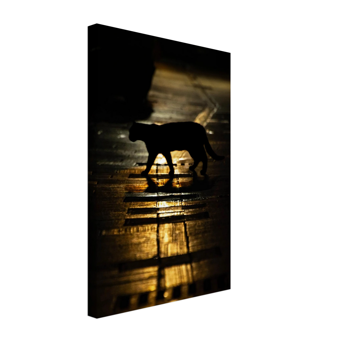The Mysterious Cat – cat on a night street photography canvas print