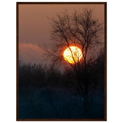 Yellow Crown – sunset behind trees nature photography photo print in a wooden frame