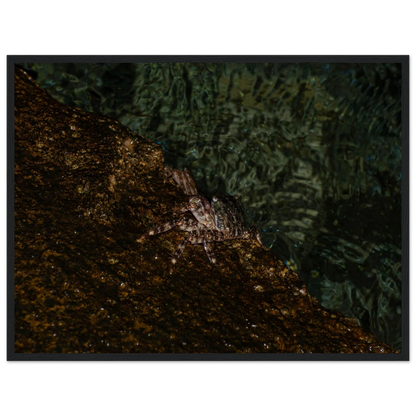 The Crab – crab on the seashore nature photography photo print in a wooden frame
