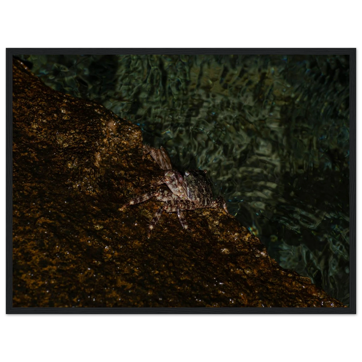 The Crab – crab on the seashore nature photography photo print in a wooden frame