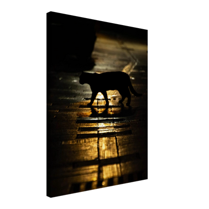 The Mysterious Cat – cat on a night street photography canvas print