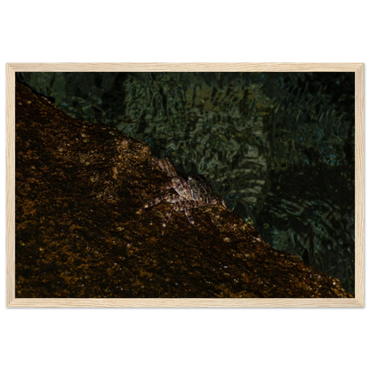 The Crab – crab on the seashore nature photography photo print in a wooden frame