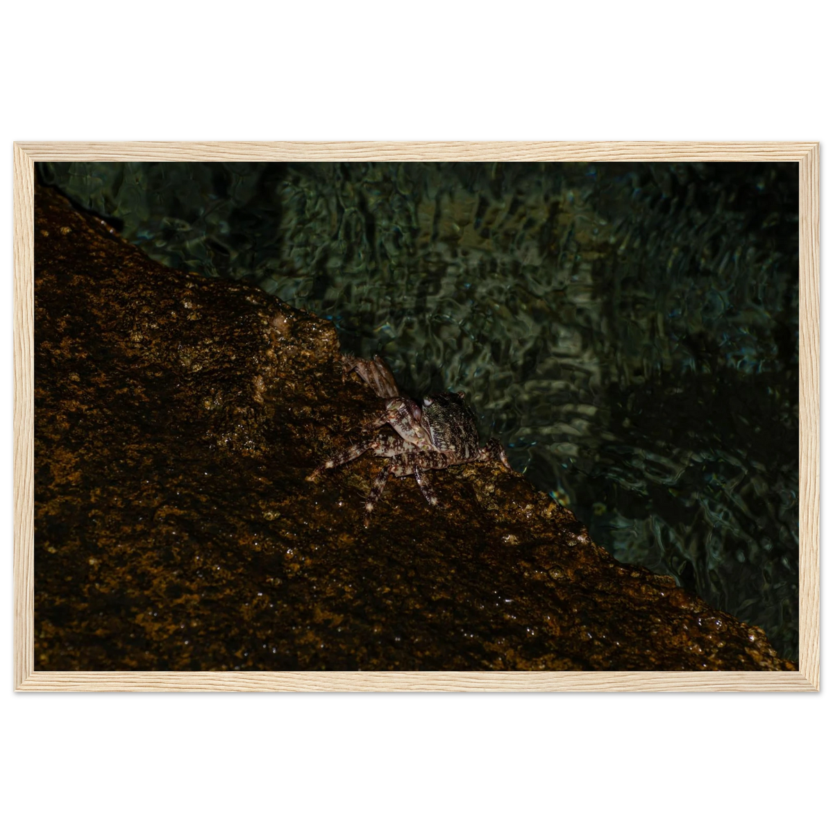 The Crab – crab on the seashore nature photography photo print in a wooden frame