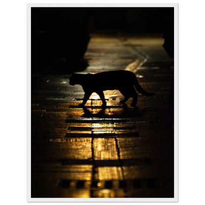 The Mysterious Cat – cat on a night street photography photo print in a wooden frame