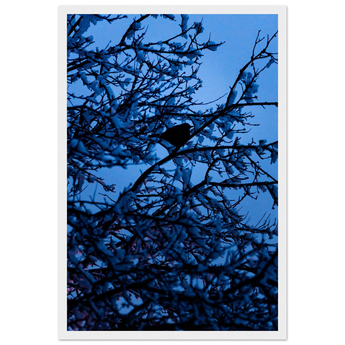 Blue Bird – kék madár faágon fakeretes fotónyomat
