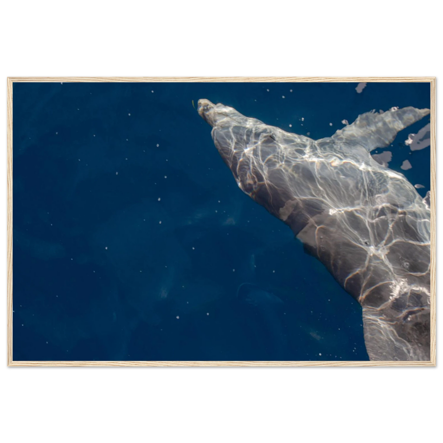 Wooden framed wall art featuring a close-up of a Dolphin swimming under the surface of crystal clear blue sea water