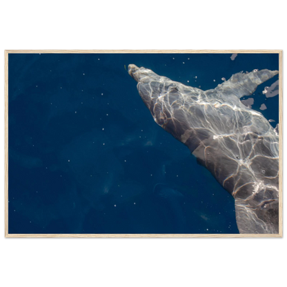 Wooden framed wall art featuring a close-up of a Dolphin swimming under the surface of crystal clear blue sea water