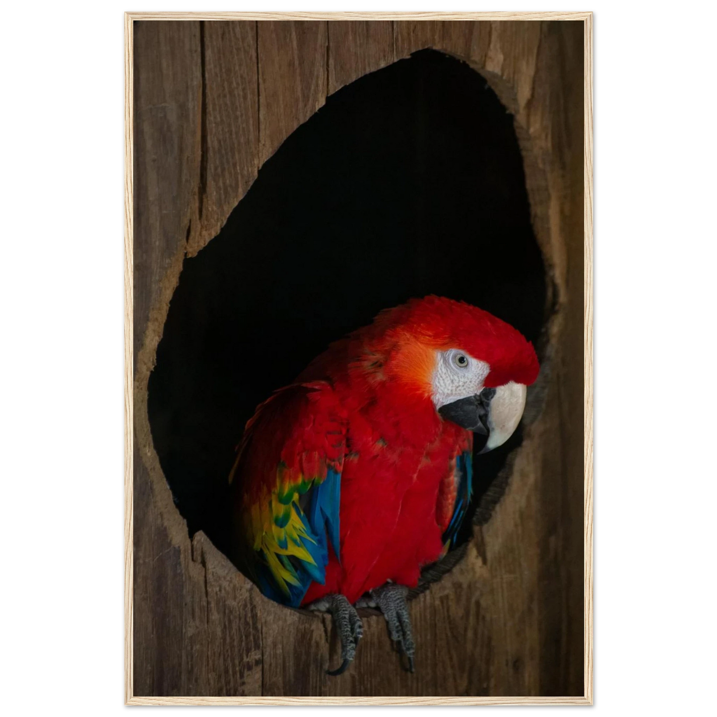 Wooden framed wall art featuring a close-up of a red, blue, and yellow Parrot in a dark wooden nest hole