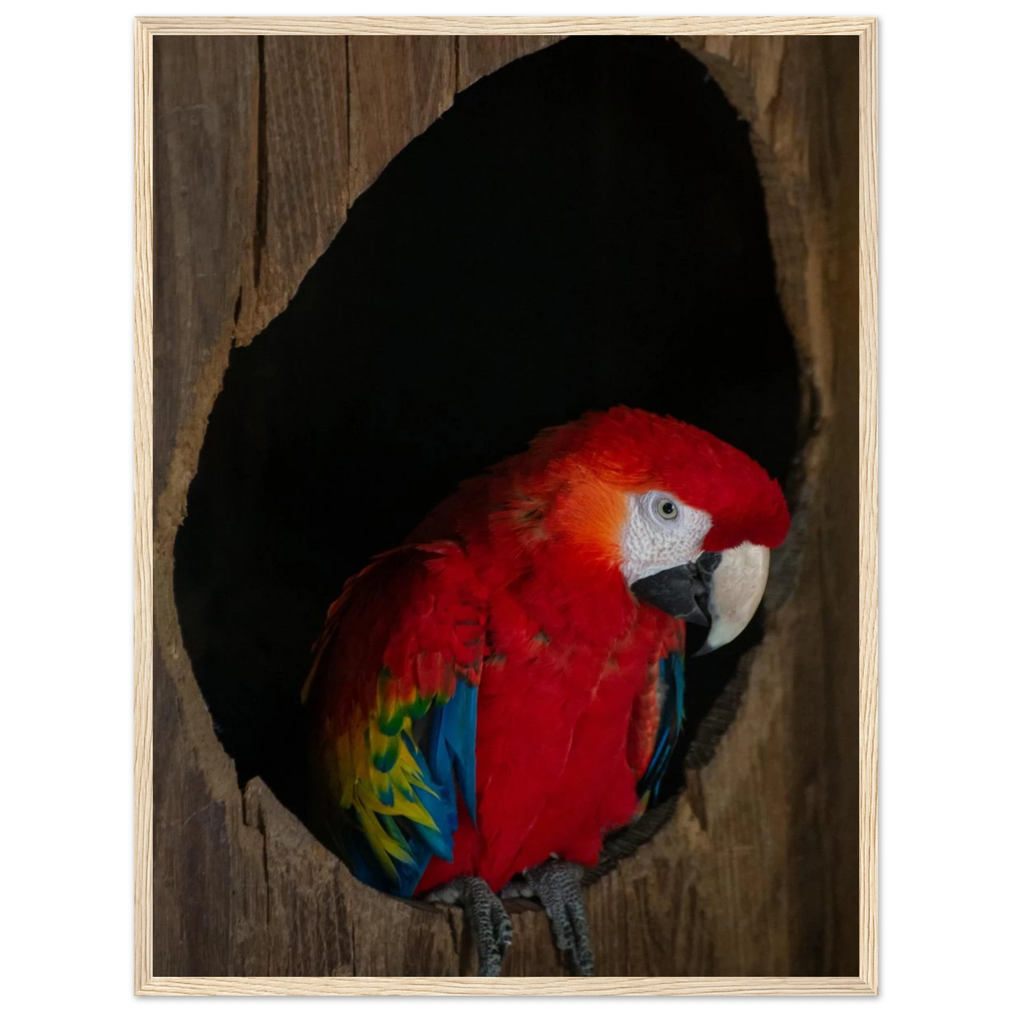 Wooden framed wall art featuring a close-up of a red, blue, and yellow Parrot in a dark wooden nest hole
