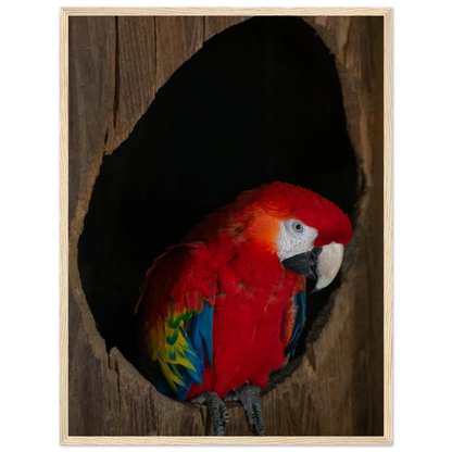 Wooden framed wall art featuring a close-up of a red, blue, and yellow Parrot in a dark wooden nest hole